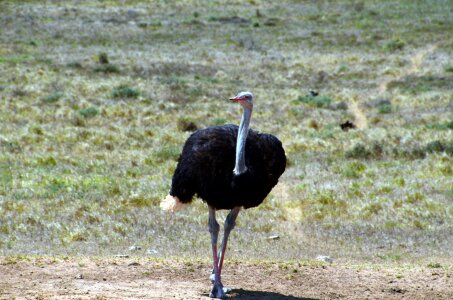 Ostrich south africa safari photo