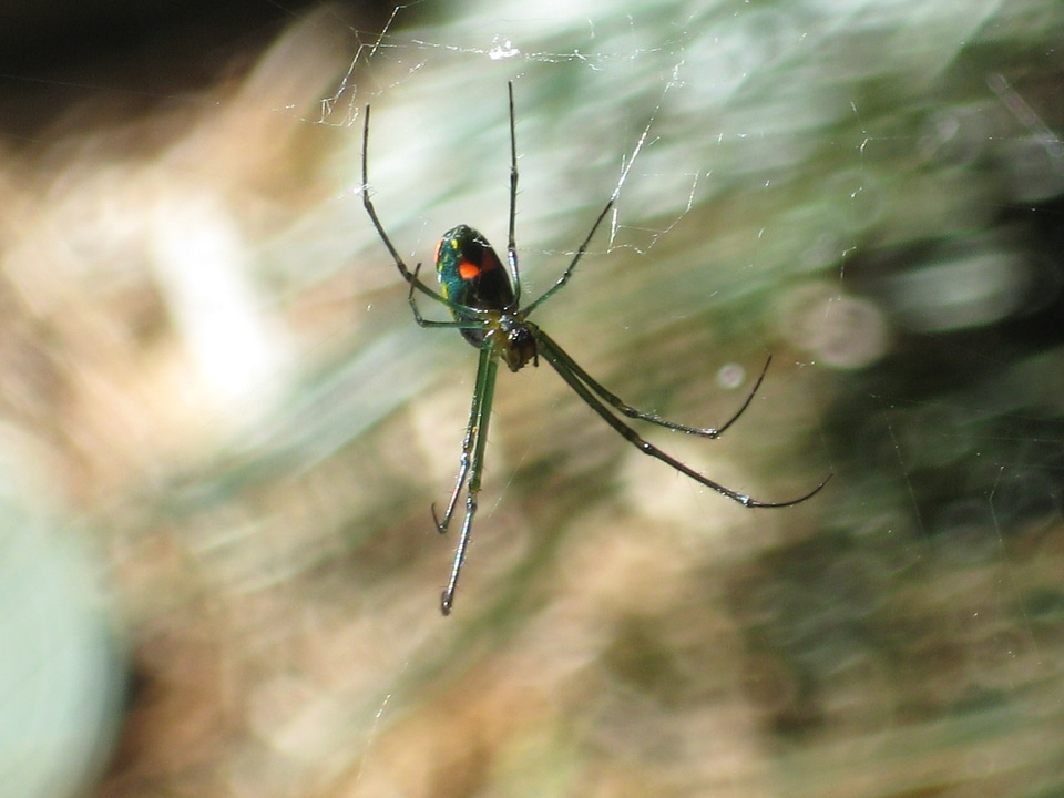 Creepy nature outside
