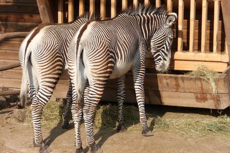 Animal zoo striped