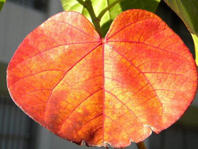 Heart orange heart orange leaf