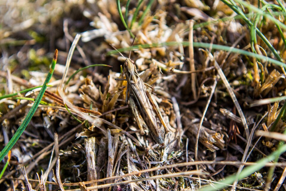 Insect nature close up