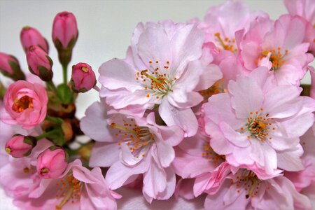 Nature spring garden