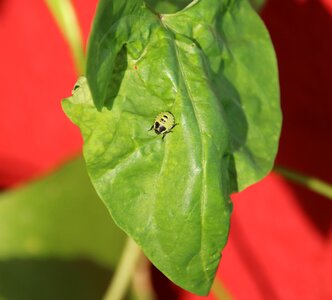 Green crawl leaf beetle