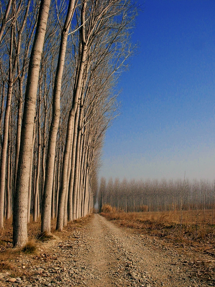 Plantation wood poplar wood