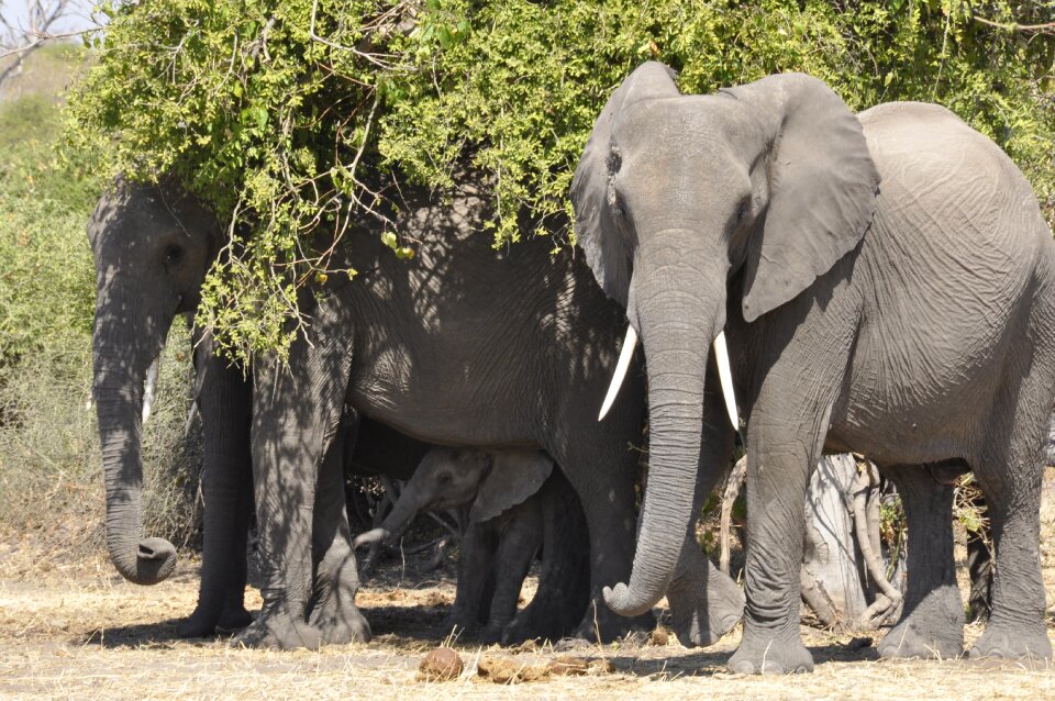 Elephant flock botswana