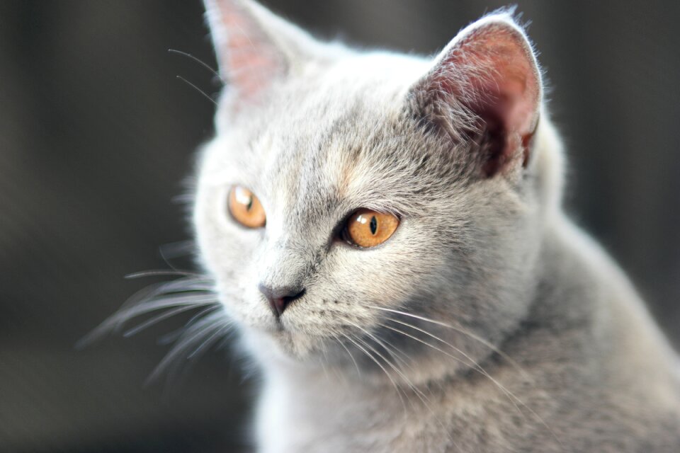 Amber colored eyes end malischka gray with light spots