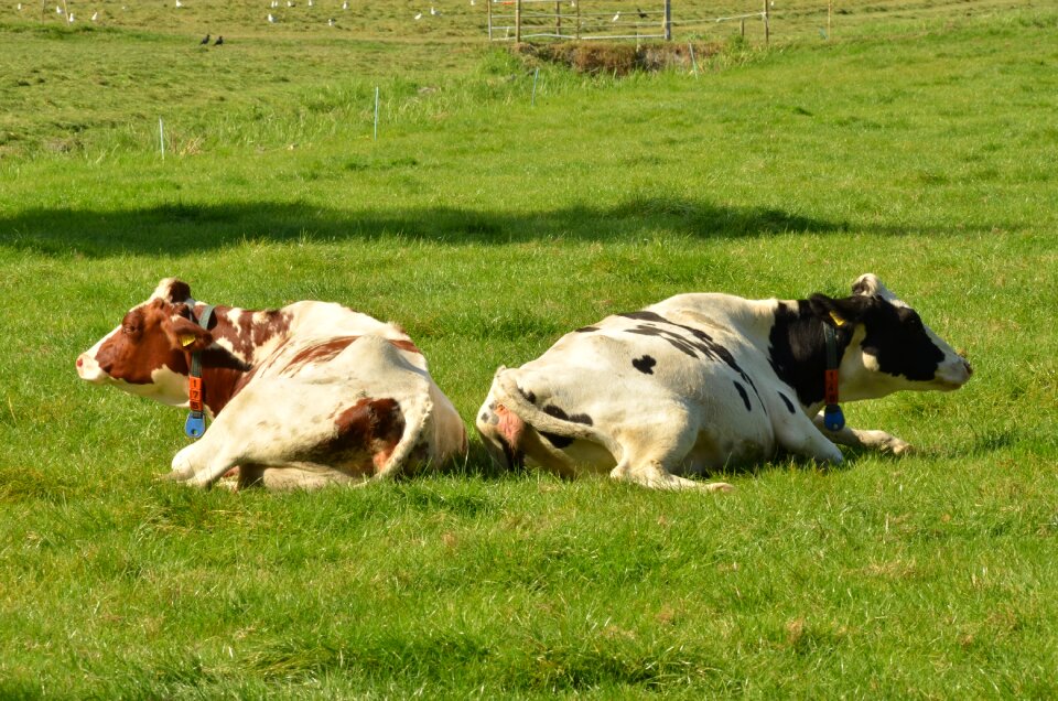 Farm animal meadow roan