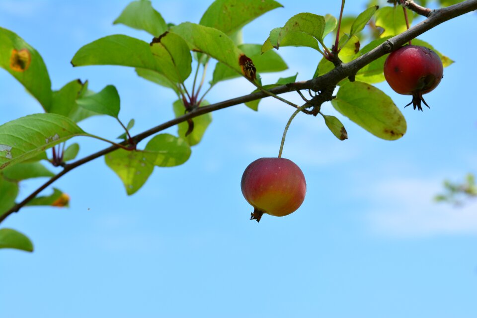 Mini apple blue leaf blue sky