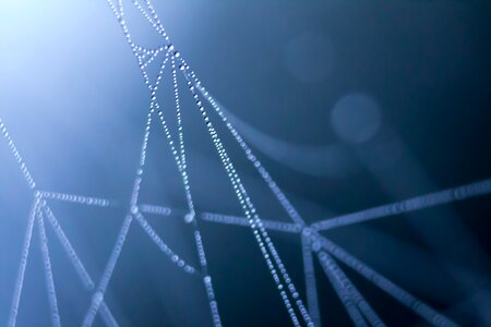 Dark morning spider