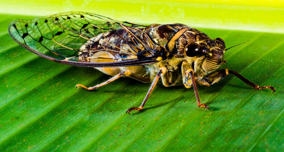 New insect whopper close up photo