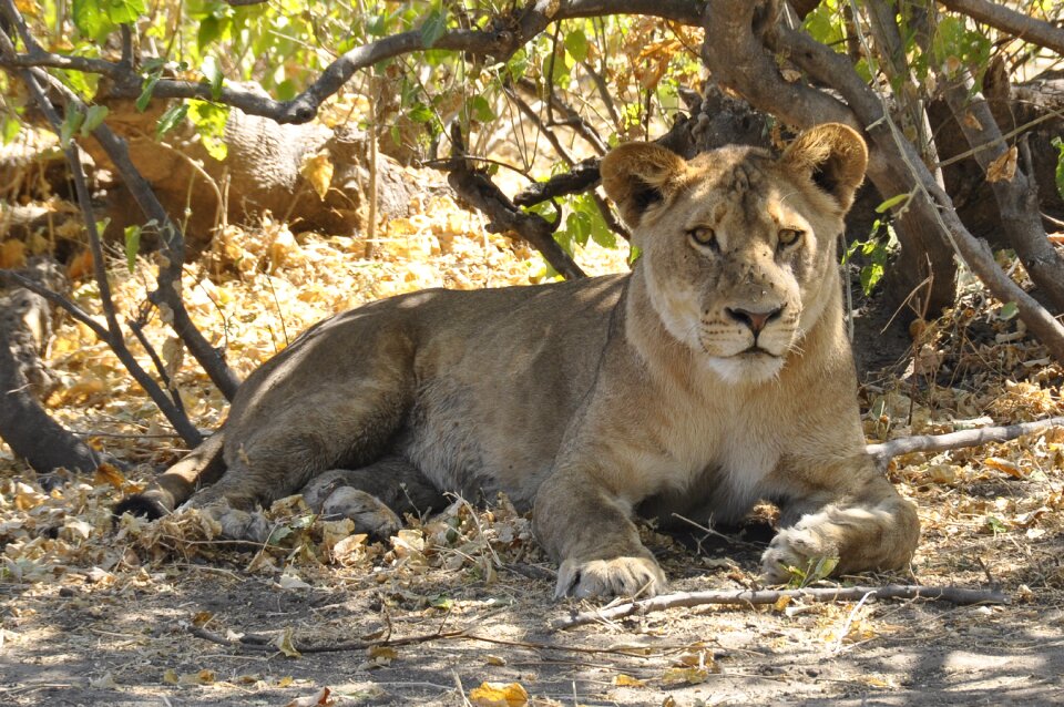 Lion botswana chobe