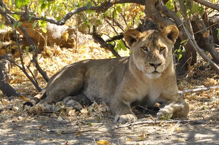 Lion botswana chobe photo