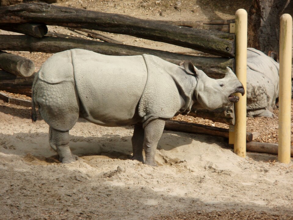 Animal mammal africa