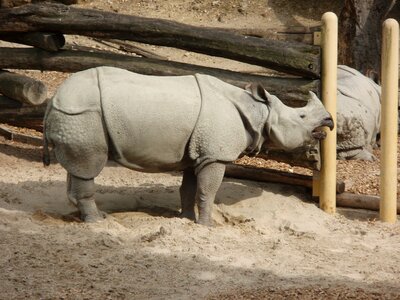 Animal mammal africa