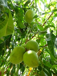 Immature fruit fresh