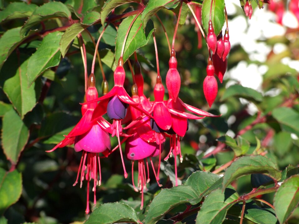 Nature spring blossom