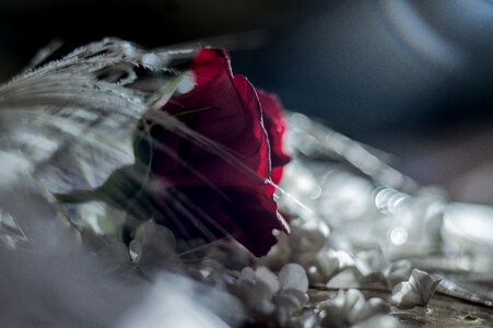 Flower red rose dark