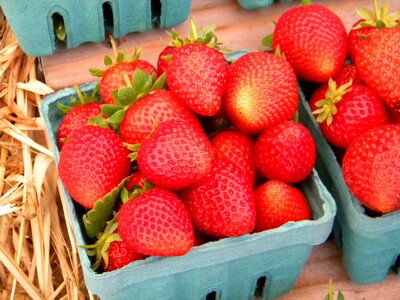 Organic eating gardening
