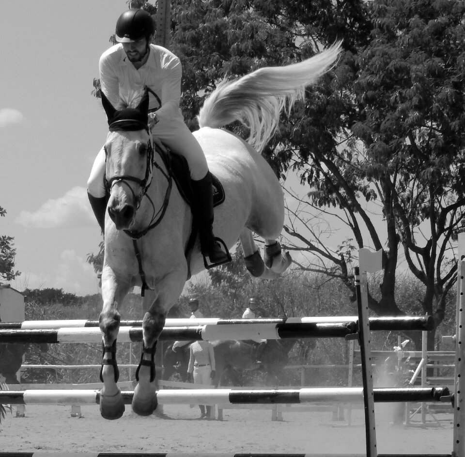 Horse equitation tournament