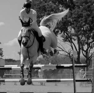 Horse equitation tournament