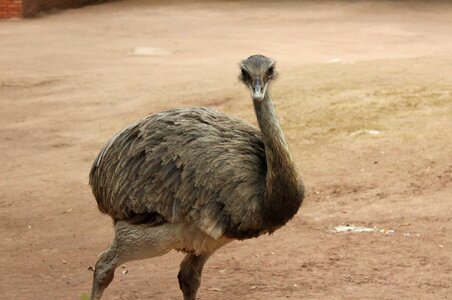 Emu the ostrich gray photo