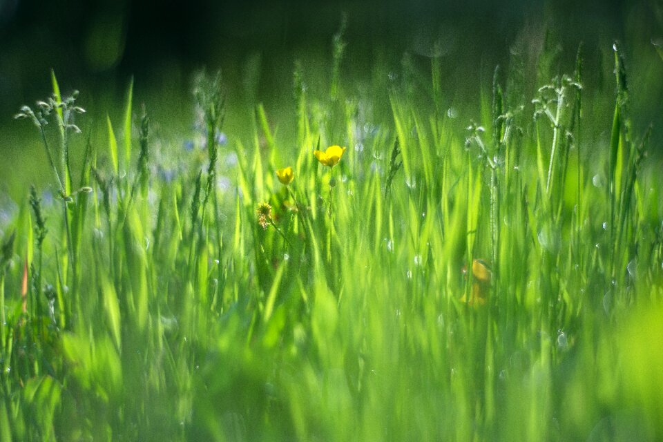 Meadow summer bokeh