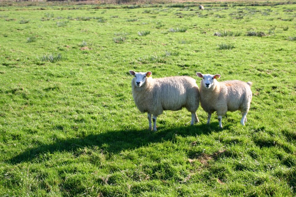 Meadow green grass pets