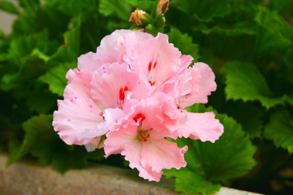 Geranium flowers plants