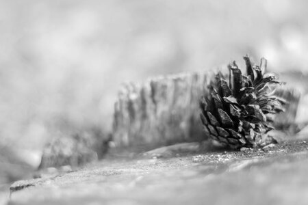 Forest cone beauty photo