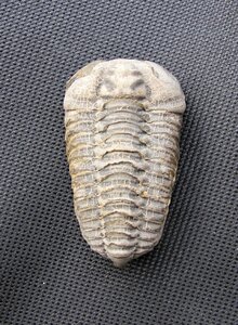 Fossil trilobite colpocoryphe bohemica