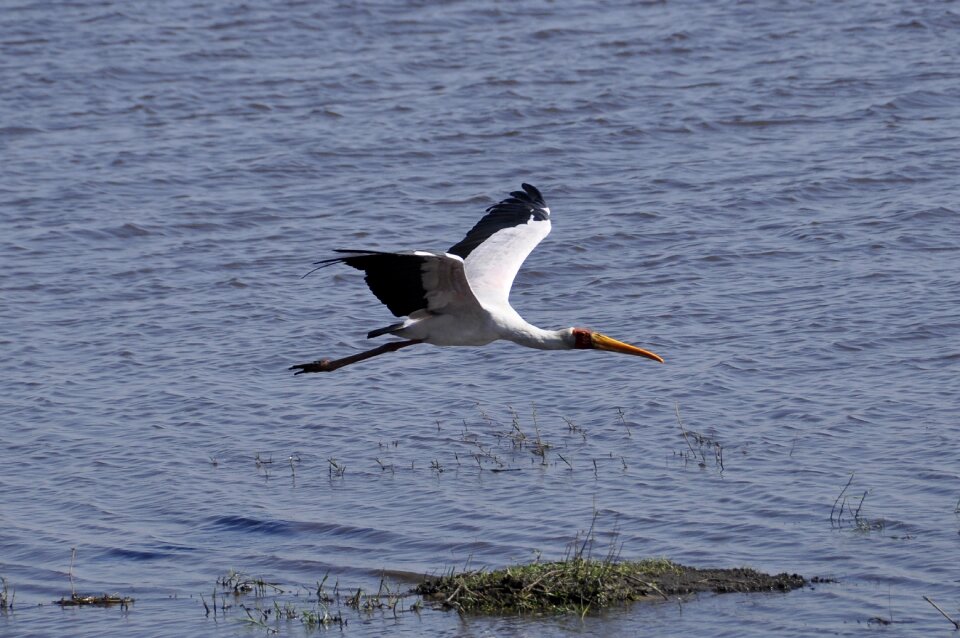 In flight botswana chobe river