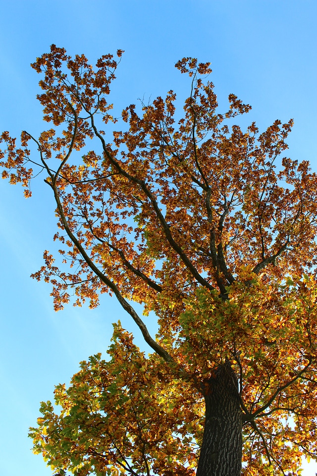 Autumn colorful fall foliage