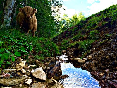 Cattle scottish hochlandrind calf