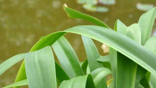 Nature garden plant