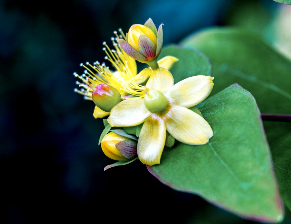 British england plant