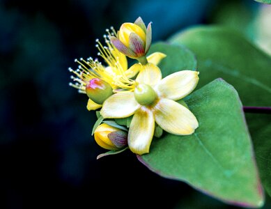 British england plant
