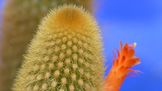 Cactus landscape plant