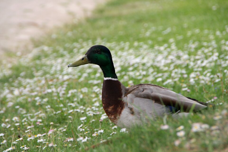 Water bird plumage bill