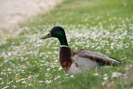 Water bird plumage bill photo