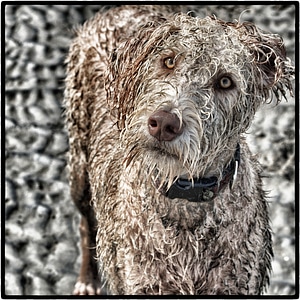 Pet animal canine on the beach