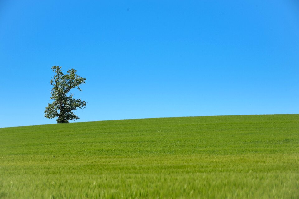 Three field horizon