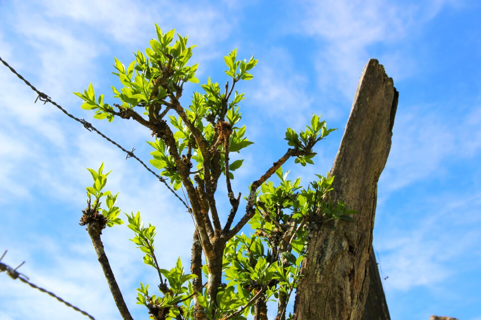 Spring barbed wire growth
