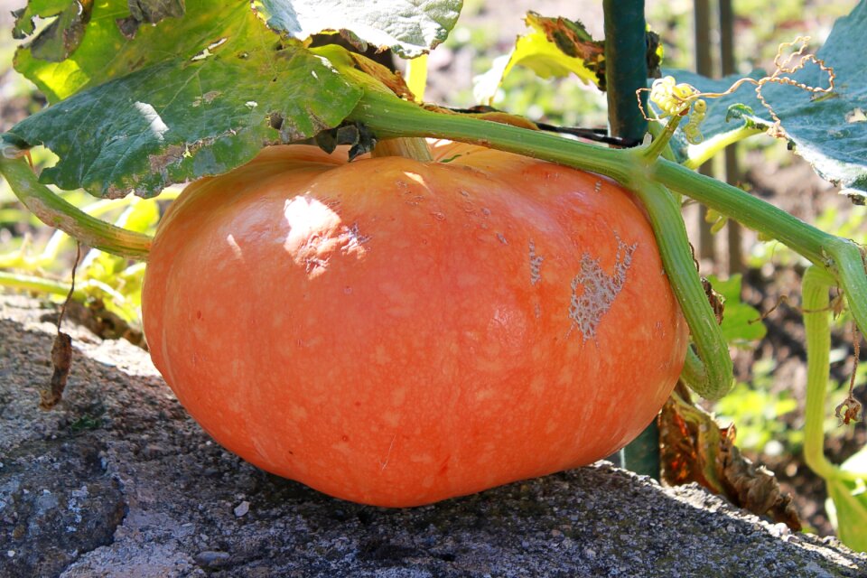 Pumpkin vegetable garden produce