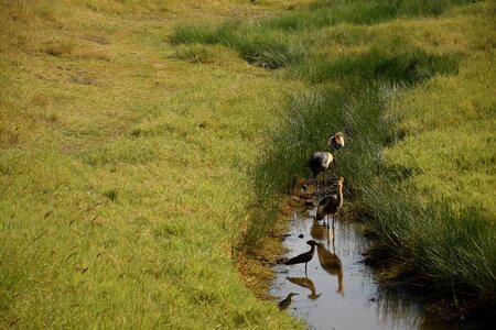 Birds kreek wild live
