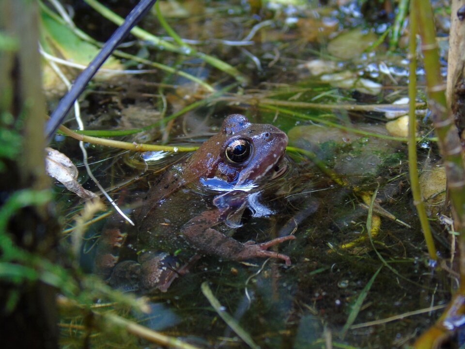 Amphibian pools garden