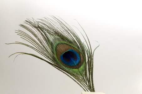 Green quill bright
