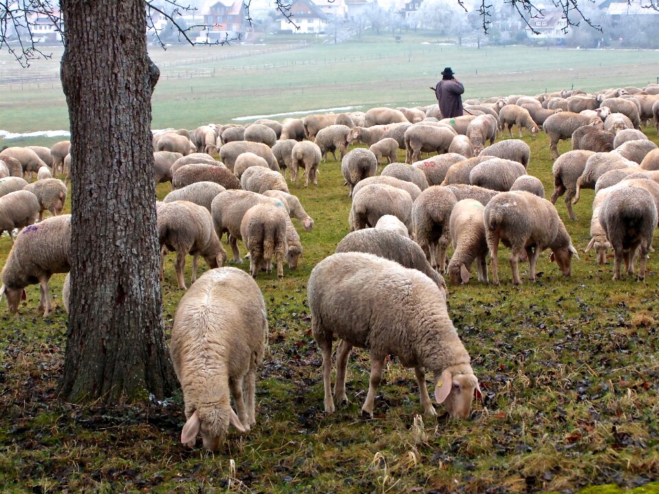 Flock of sheep nature of course