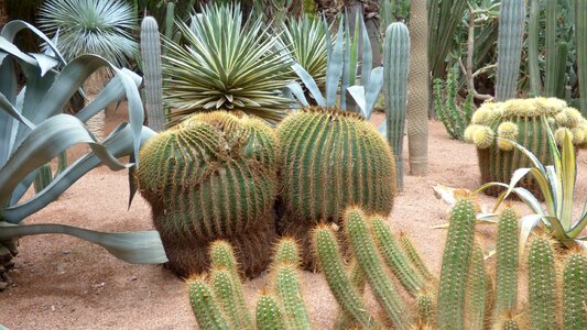 Cactus marrakech plant