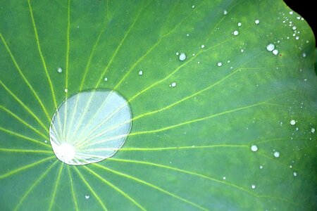 Plant lotus leaf leaf of nelumbo nucifera