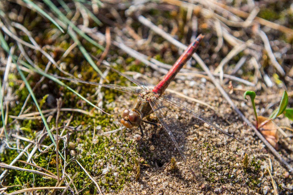 Flight insect close up nature